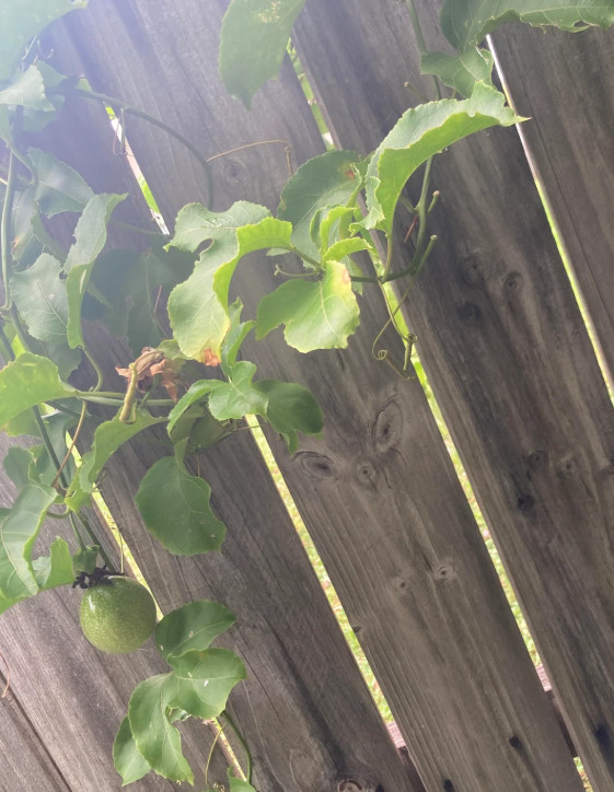 Red Rover Passionfruit Vine Passiflora Edulis Plant Sweet Passion Fruit 4-6″Tall
