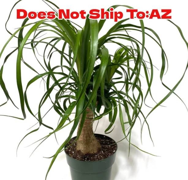 Ponytail Palm Bonsai Plant 2GalPot 24″H Indoor Evergreen Elephant’s Foot Palm