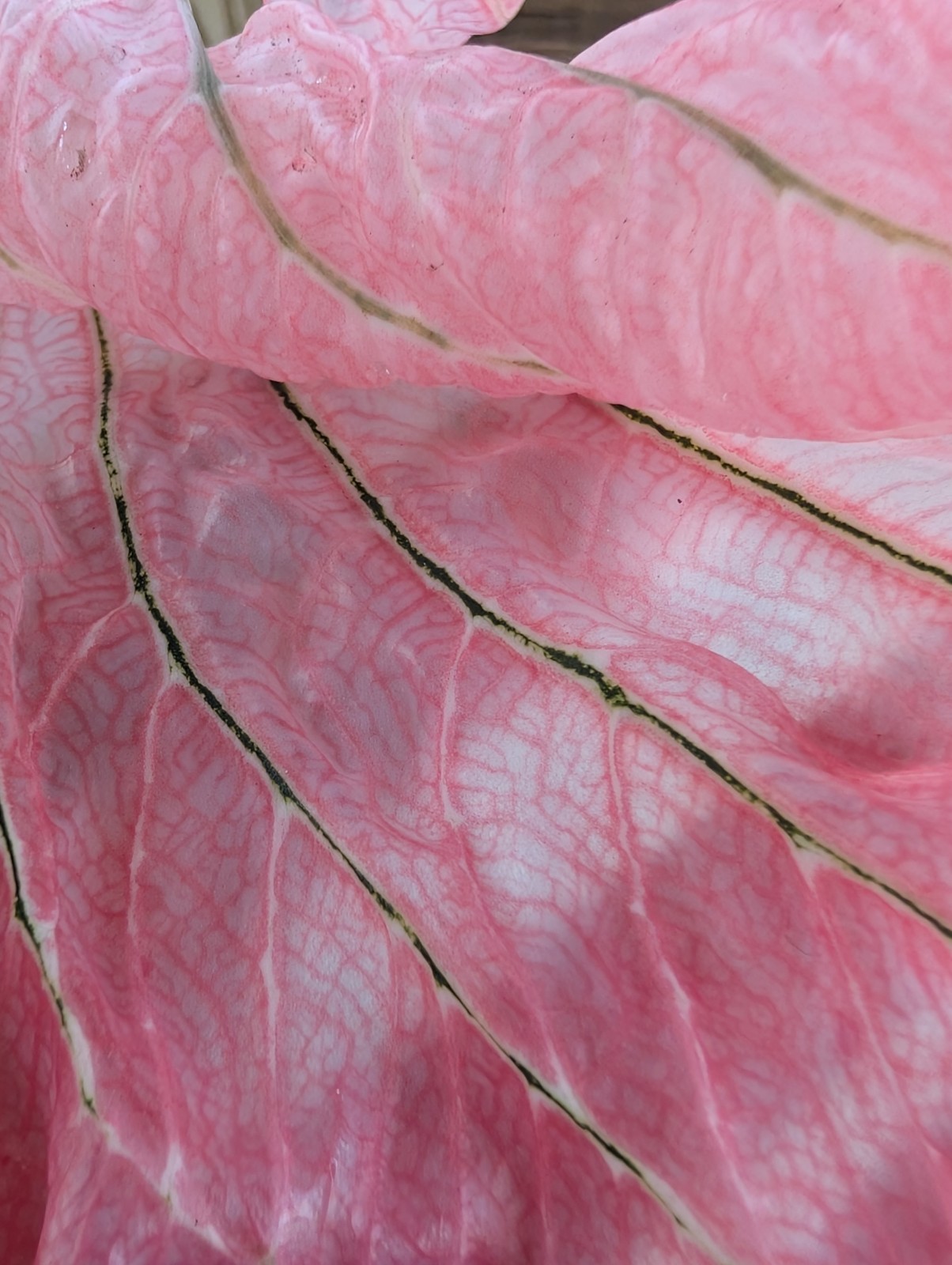 RARE Thai Beauty Caladium Plant Pink Green Translucent Leaves Live Rooted Aroid