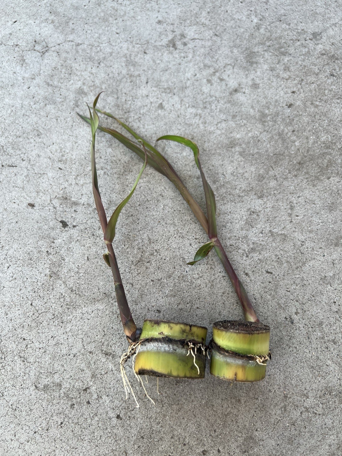 2 Pcs SugarCane Cuttings Sweet Juicy Ready To Plant
