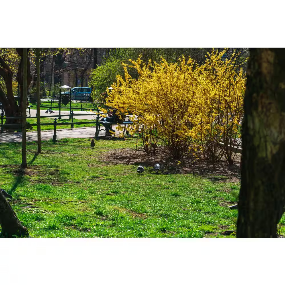1 Gal. Forsythia Lynwood Gold Live Shrub (1-Pack)