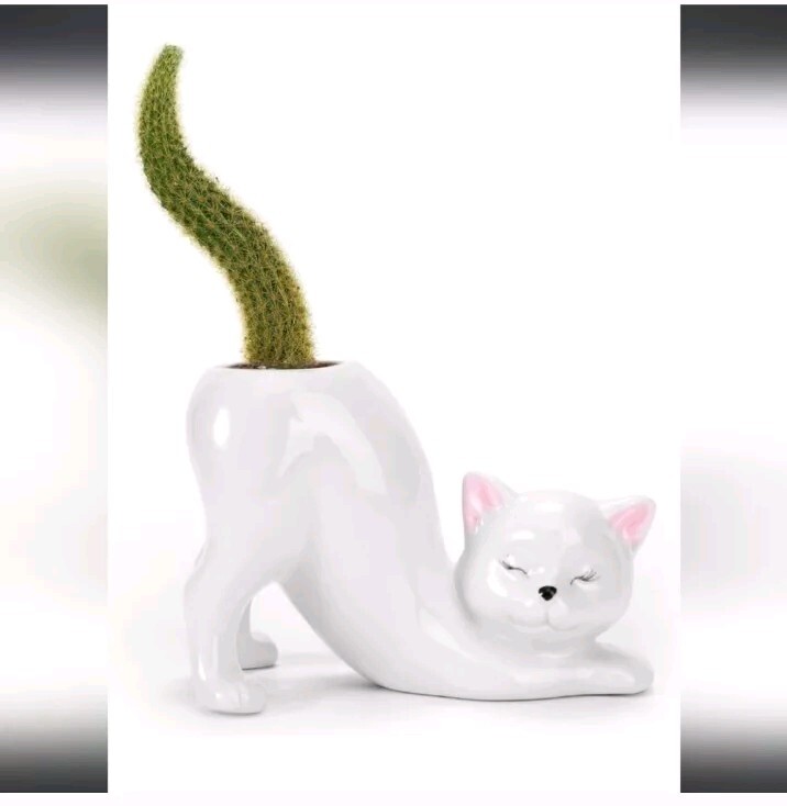 Monkey Tail Cactus Succulent Plant Cutting 8″ (End Cutting)