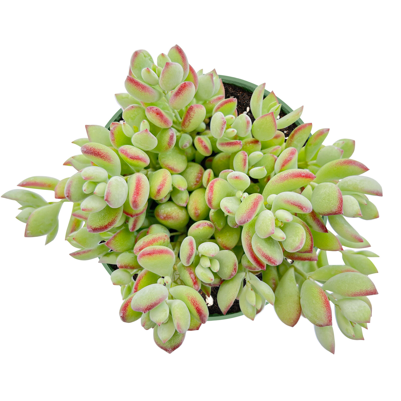 Live Rare Cotyledon Pendens succulent Rooted in 4” Planter pot for Indoor Decor