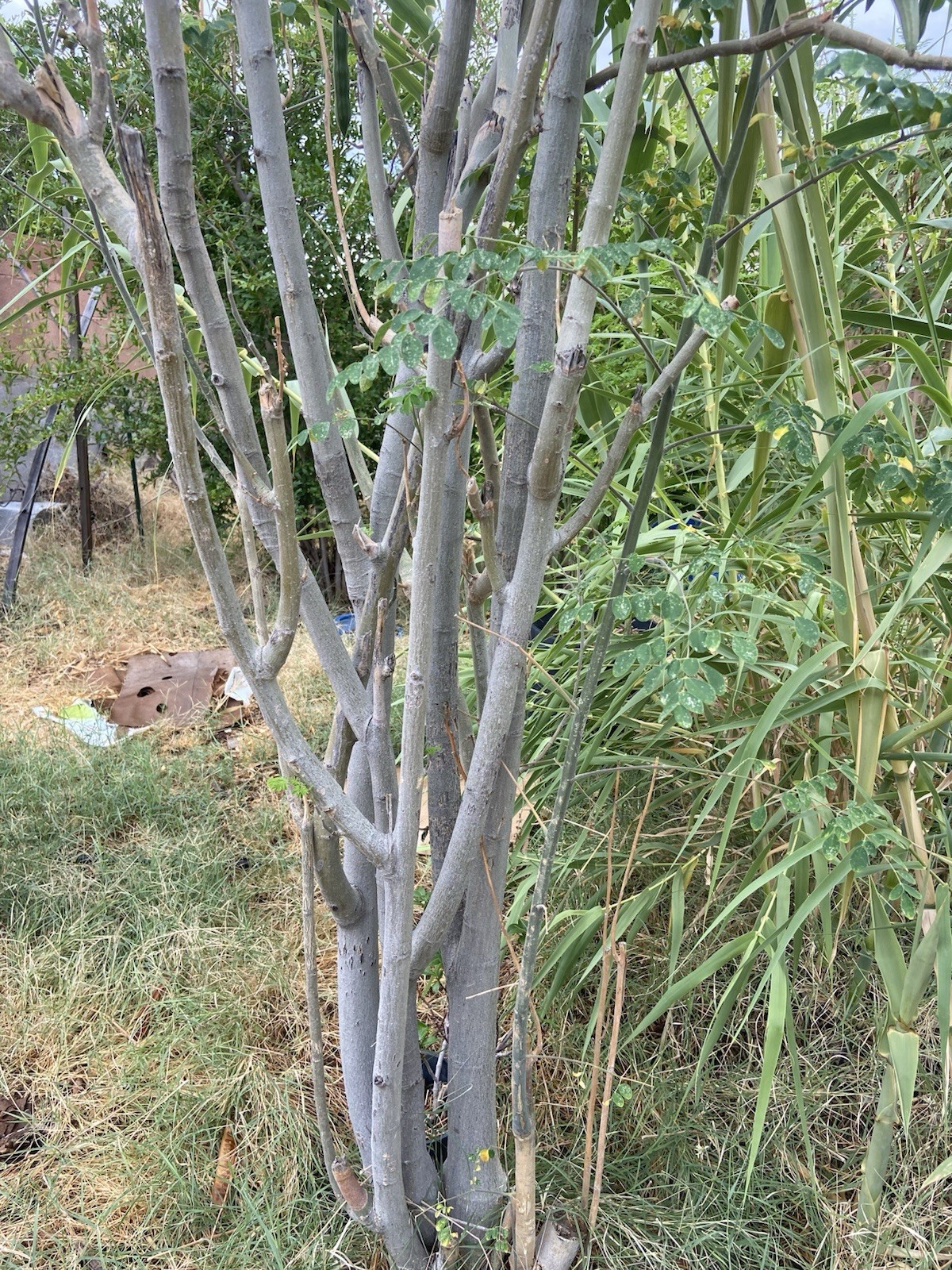 Moringa Oleifera Tree 5-10”. Live Plant 100% Organically Grown