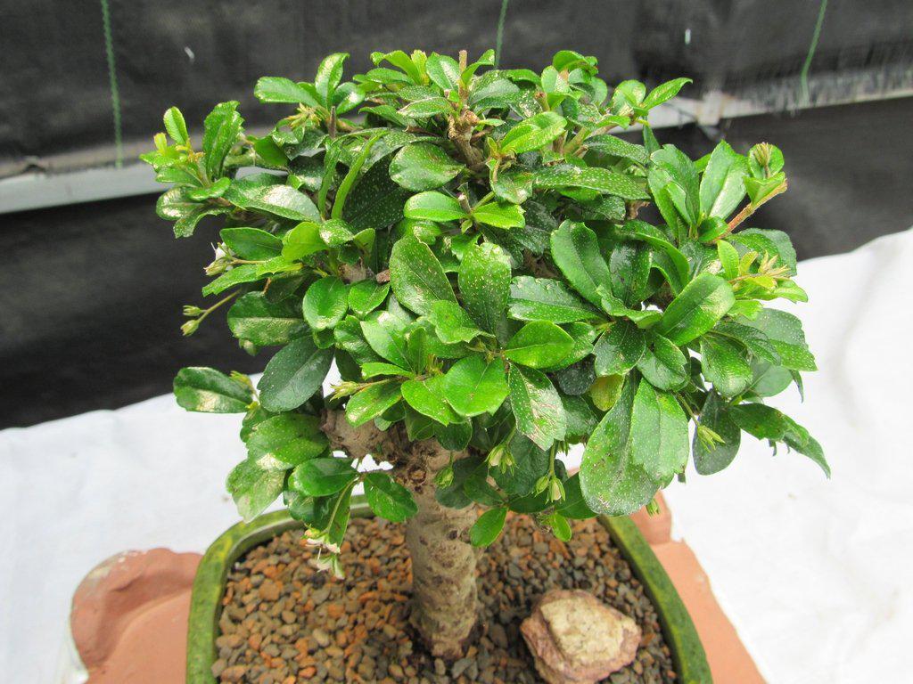 Fukien Tea Bonsai Tree – Aged Upright Style