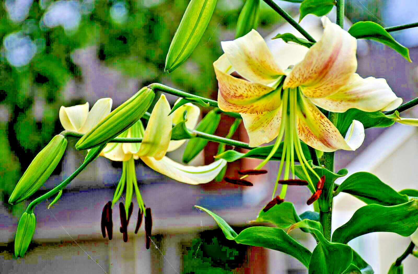 20 SILVER SCHEHERAZADE LILY SEEEDS – Lilium ‘Silver Scheherazade’