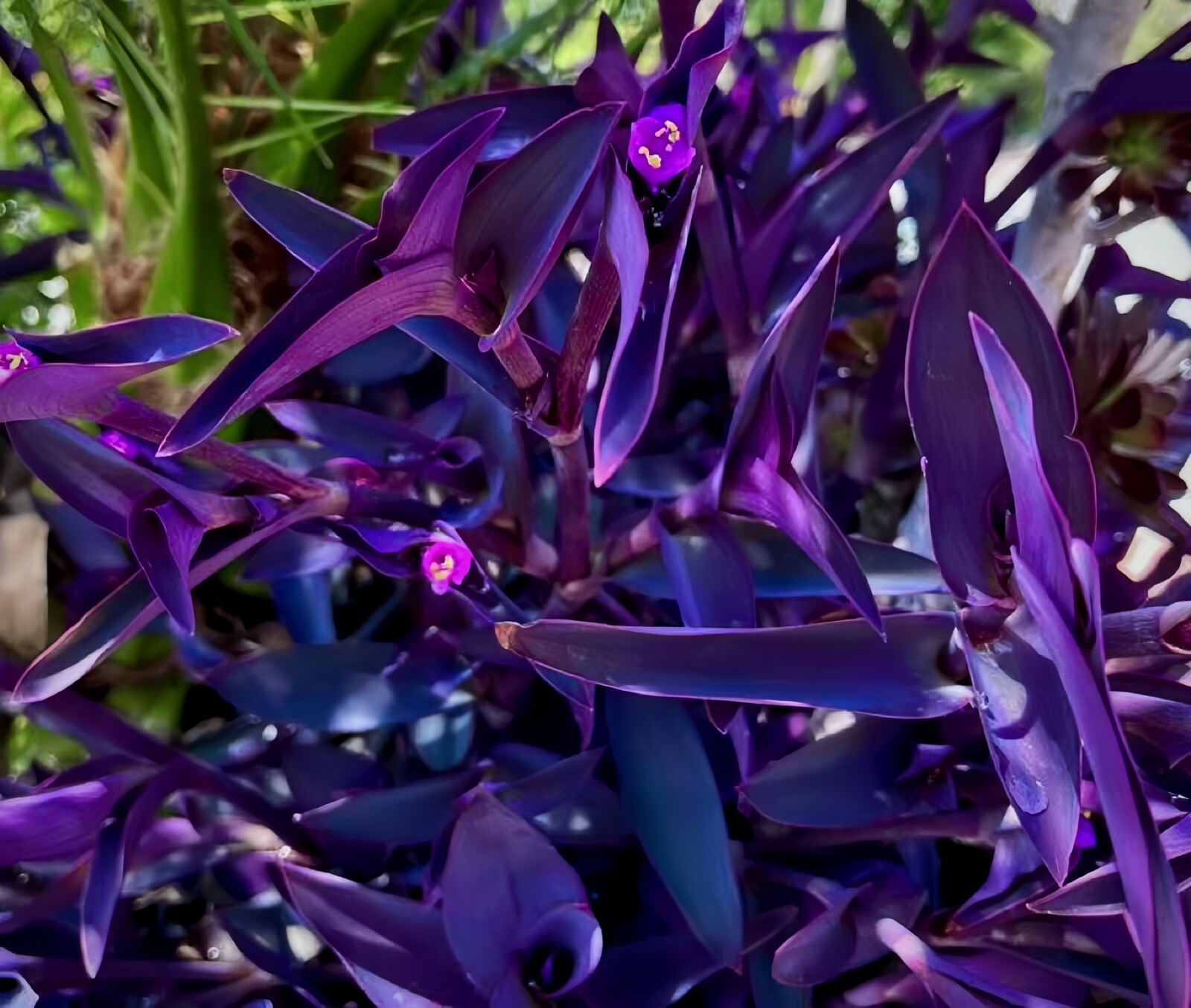 20 Jew cuttings Purple Heart Wandering Tradescantia Pallida Purpurea Live Plants