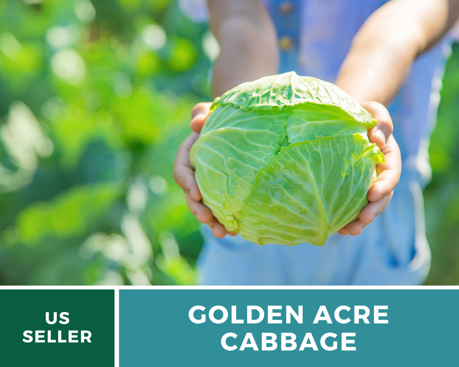 Cabbage, Golden Acre – 200 Seeds – Sow Spring & Summer – Heirloom – NonGMO