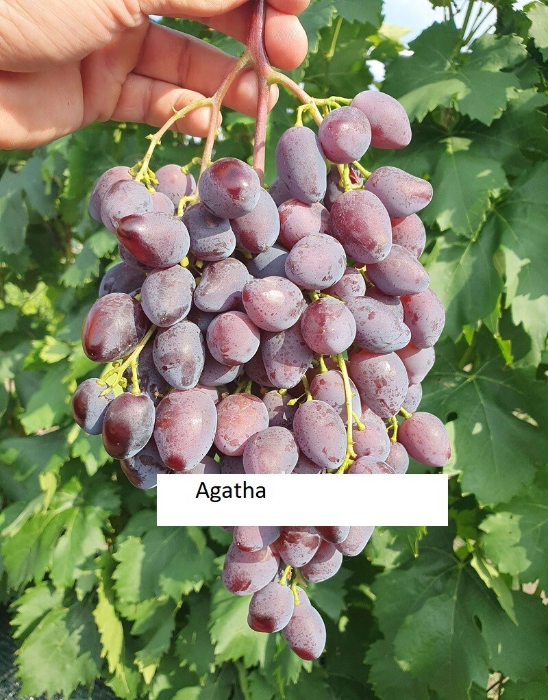 Agatha SEEDLESS GRAPE VINE- 5 cuttings for rooting/grafting- imported ,Ukraine