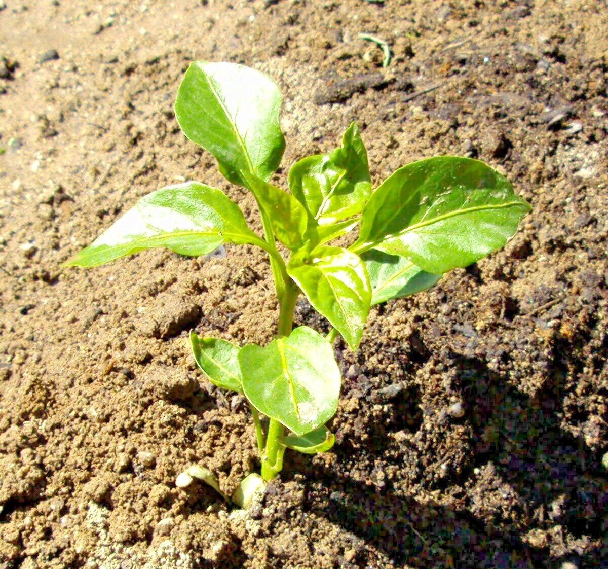 100+PIMENTO Sweet PEPPER Seeds Organic Summer Vegetable Garden Container Easy