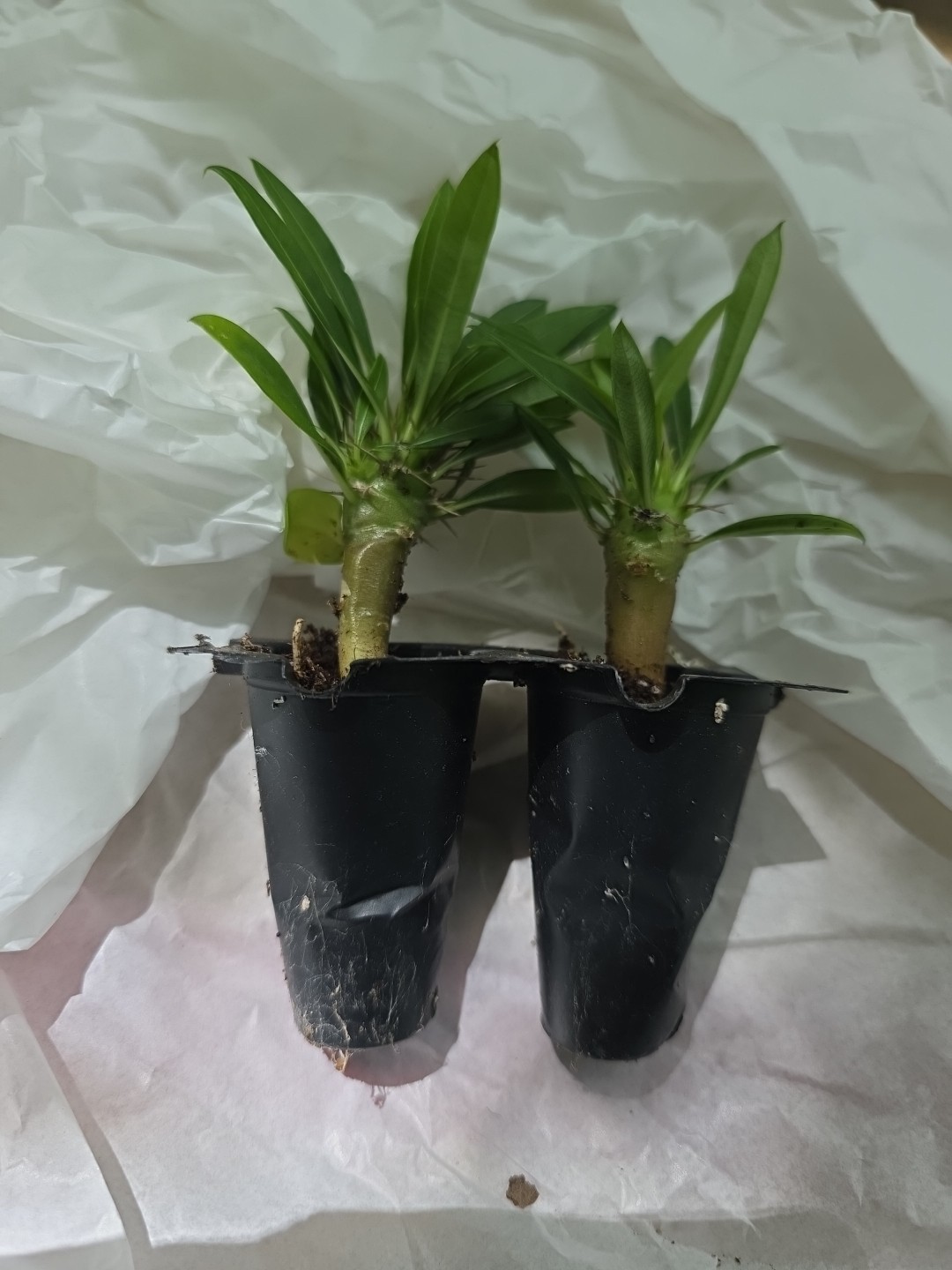 2 Pachypodium Lamerei Madagascar Palm Young seedling 3 to 4″ Tall
