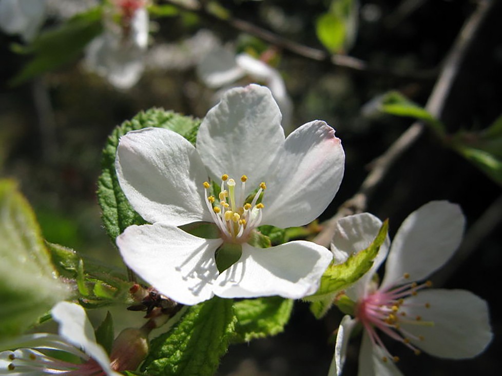 Nanking Cherry, Prunus tomentosa, Shrub Seeds (Edible, Hardy, Fast)