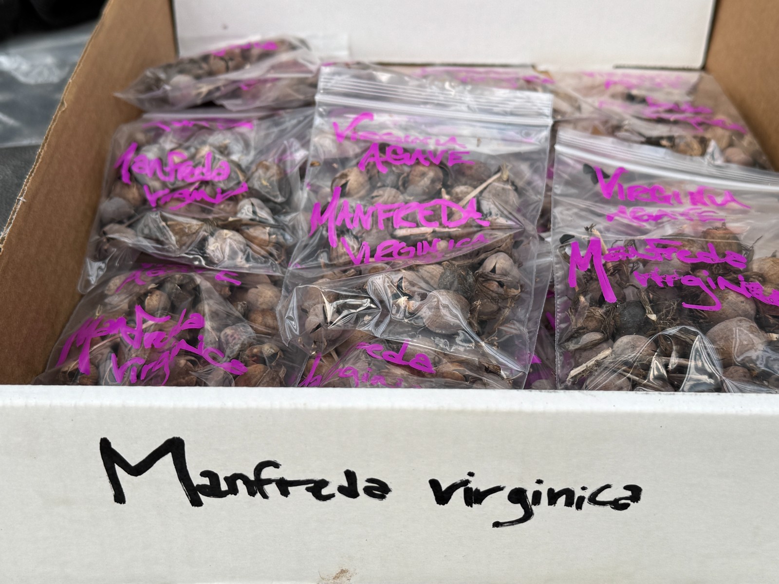 BULK SEEDS!…Manfreda virginica…Hardy Manfreda/False Agave…QTY/bag=250