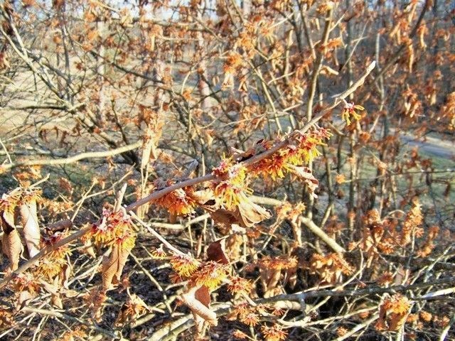 10 AUTUMN EMBERS WITCH HAZEL SEEDS – Hamamelis vernalis