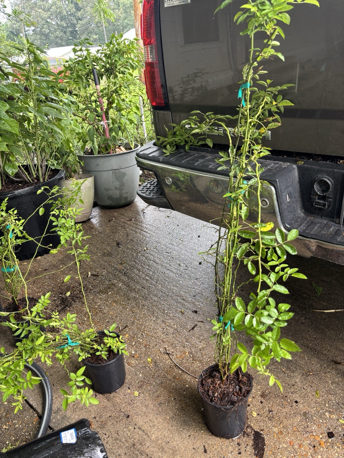 Peggy Martin (2-3ft)& 7 Sisters Rose (1ft)Combo Deal