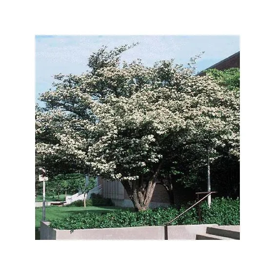 30+ Seeds Thornless Cockspur Hawthorn Crataegus Crus-Galli Year Round Interest