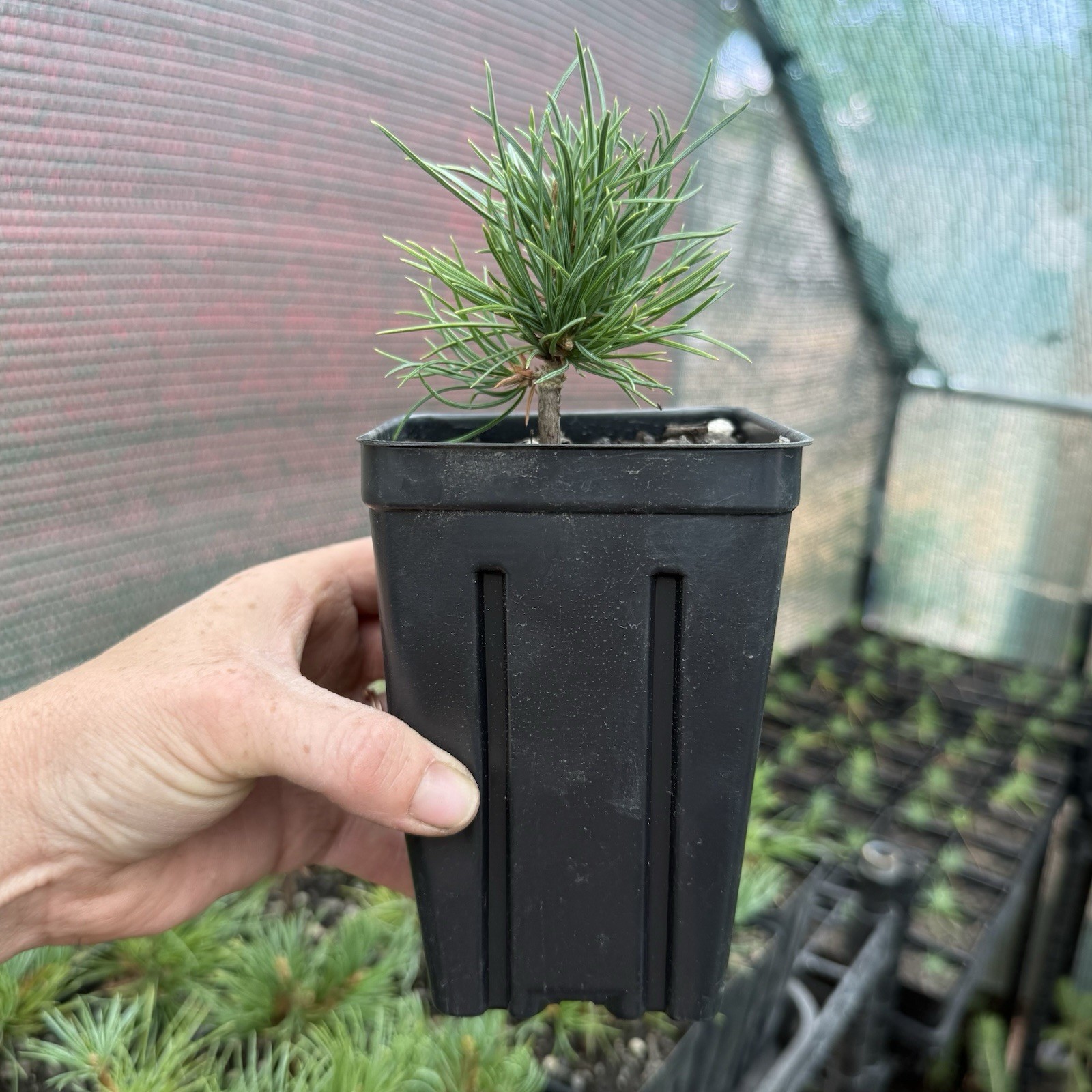2 Pack of Limber Pine Tree Seedlings in Pots, 3-5” Tall, Pinus Flexilis