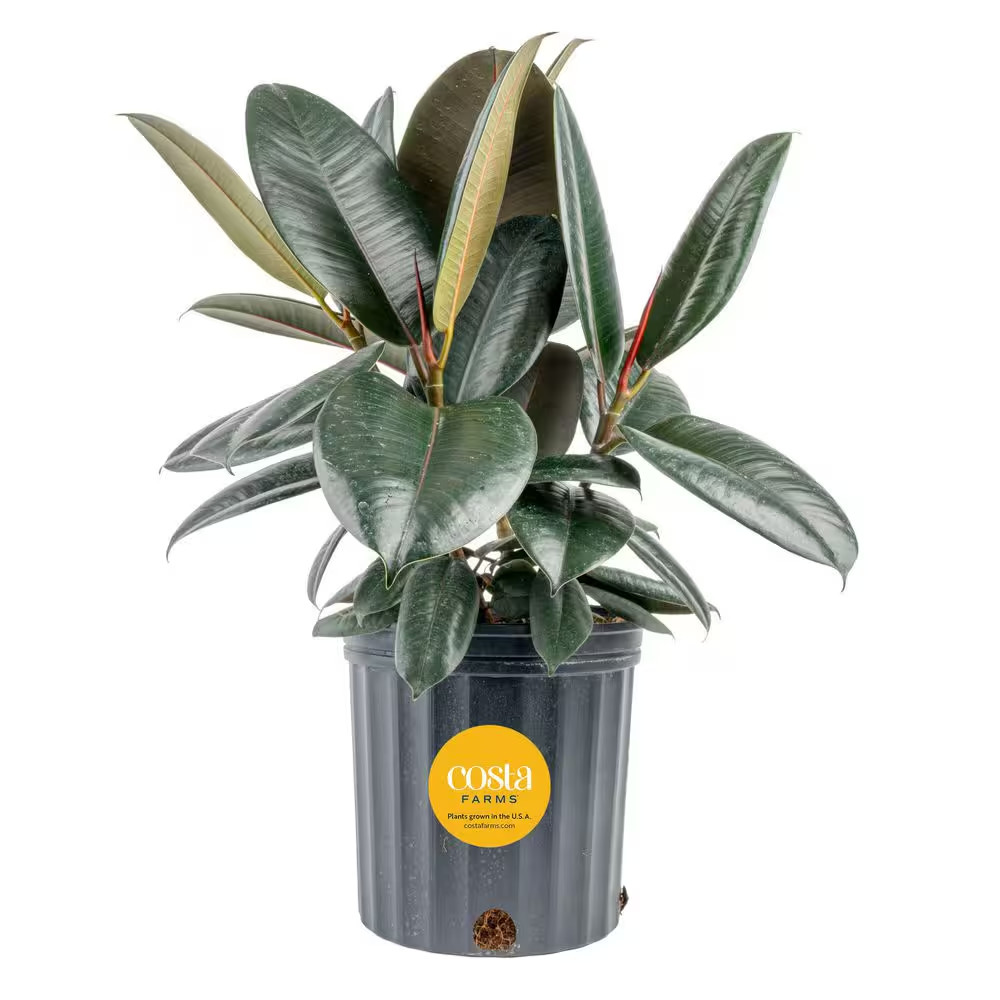 Burgundy Rubber Indoor Plant in 8.75 In. Grower Pot Avg. Shipping Height 2-3 Ft.
