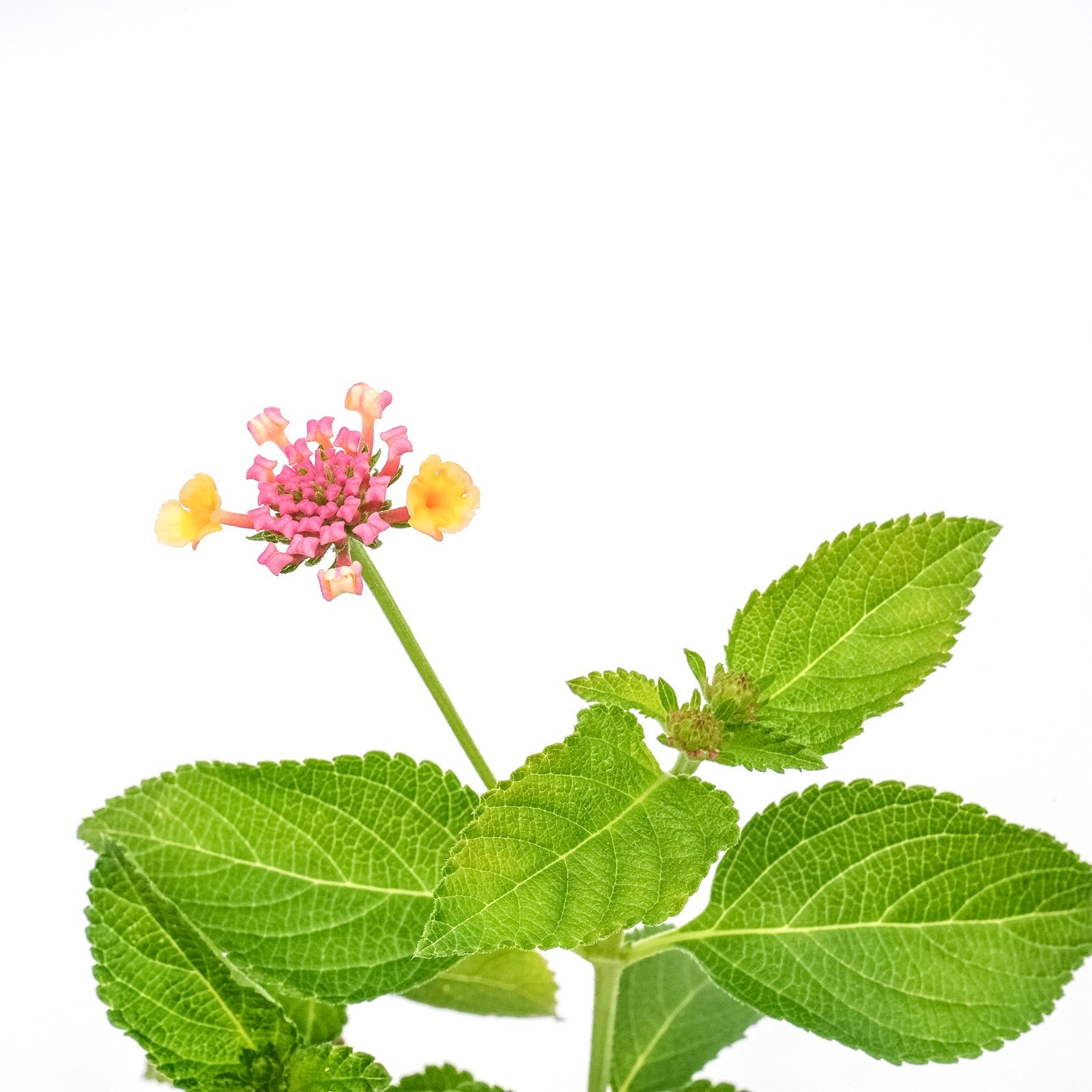 Confetti Lantana in 2.5” Nursery Cubes (Lantana camara ‘Confetti’) | Live Plants