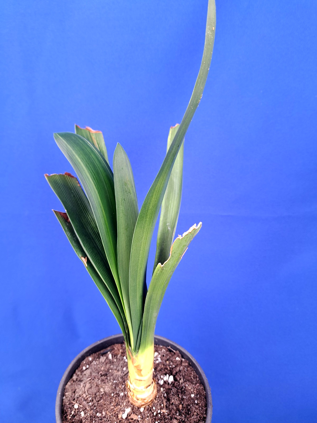 Clivia Variegated Plant Orange Flowers