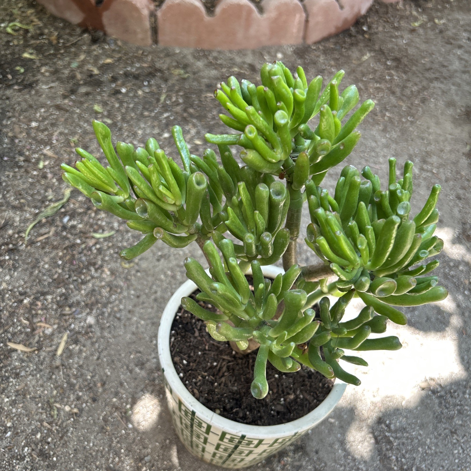 Hobbit Jade plant Crassula Ovata Gollum Jade plant 7” To 8” Tall