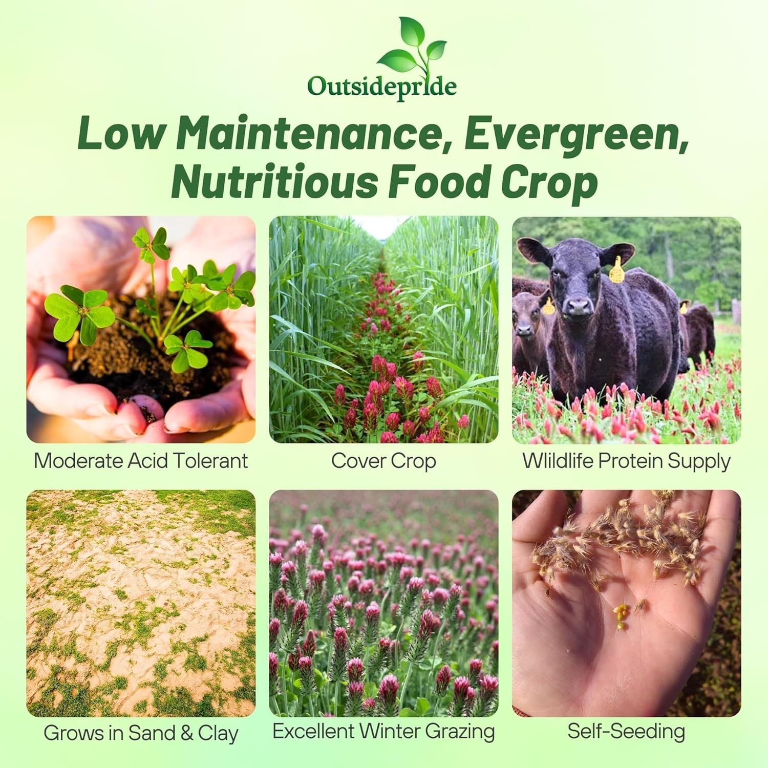 10 lbs. Crimson Clover Seeds – Ideal for Lawns, Cover Crops & Wildlife Forage