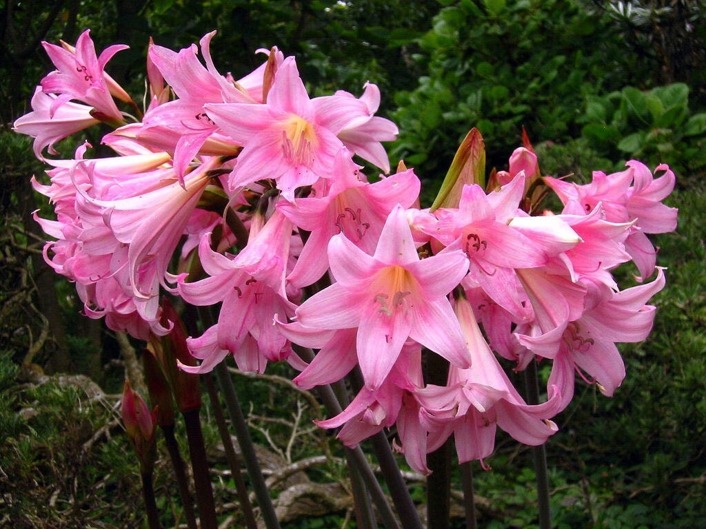 5 Large/Mature Bulbs Lycoris Squamigera Resurrection Lily Naked Ladies Jersey