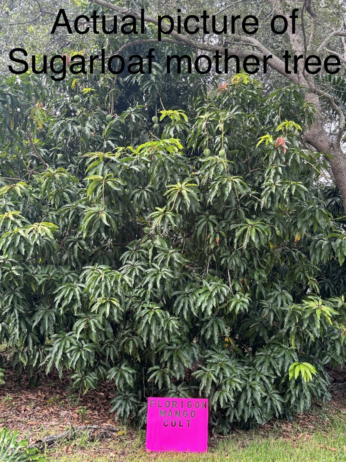 SUGARLOAF “PINEAPPLE” MANGO TREE CLONE Polyembryonic 4 Seeds