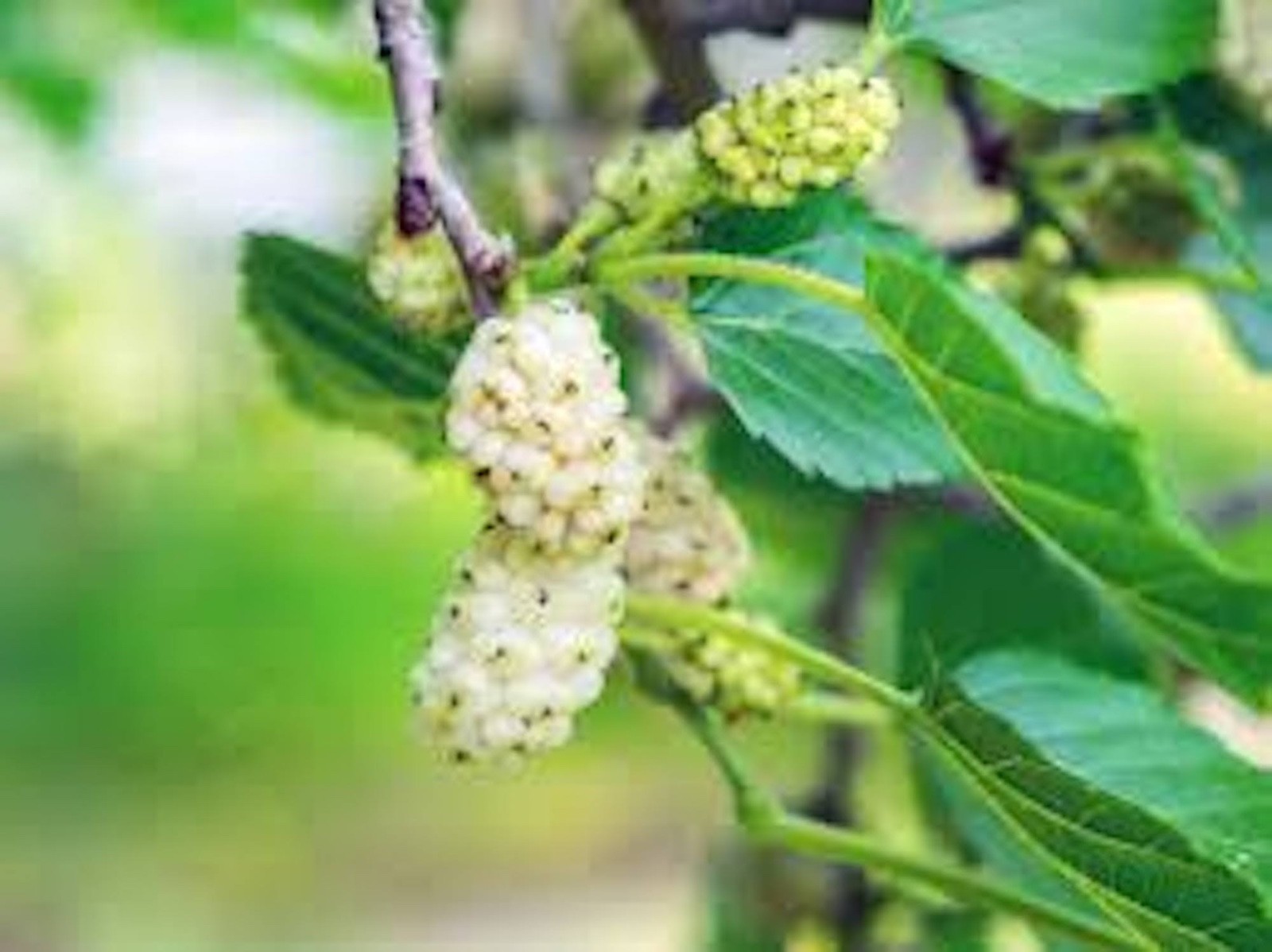 1 White Mulberry Tree 12-24″ Tall Morus alba Bare Root