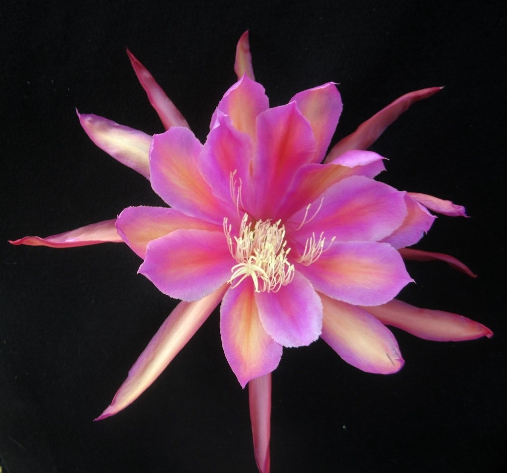 Epiphyllum, Orchid Cactus, ” MONASTERY GARDEN “, Don’s Quart pots JULY/1