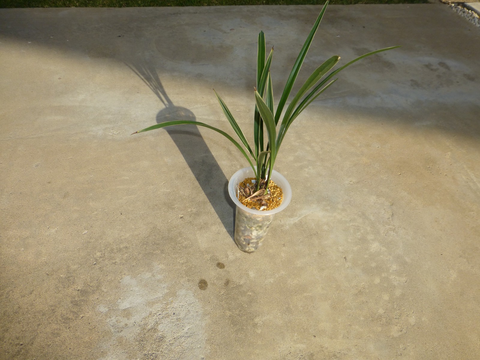 Cymbidium ensifolium “Golden Rainbow” 建兰 ‘黄金彩虹’ Highly Fragrant In Pot