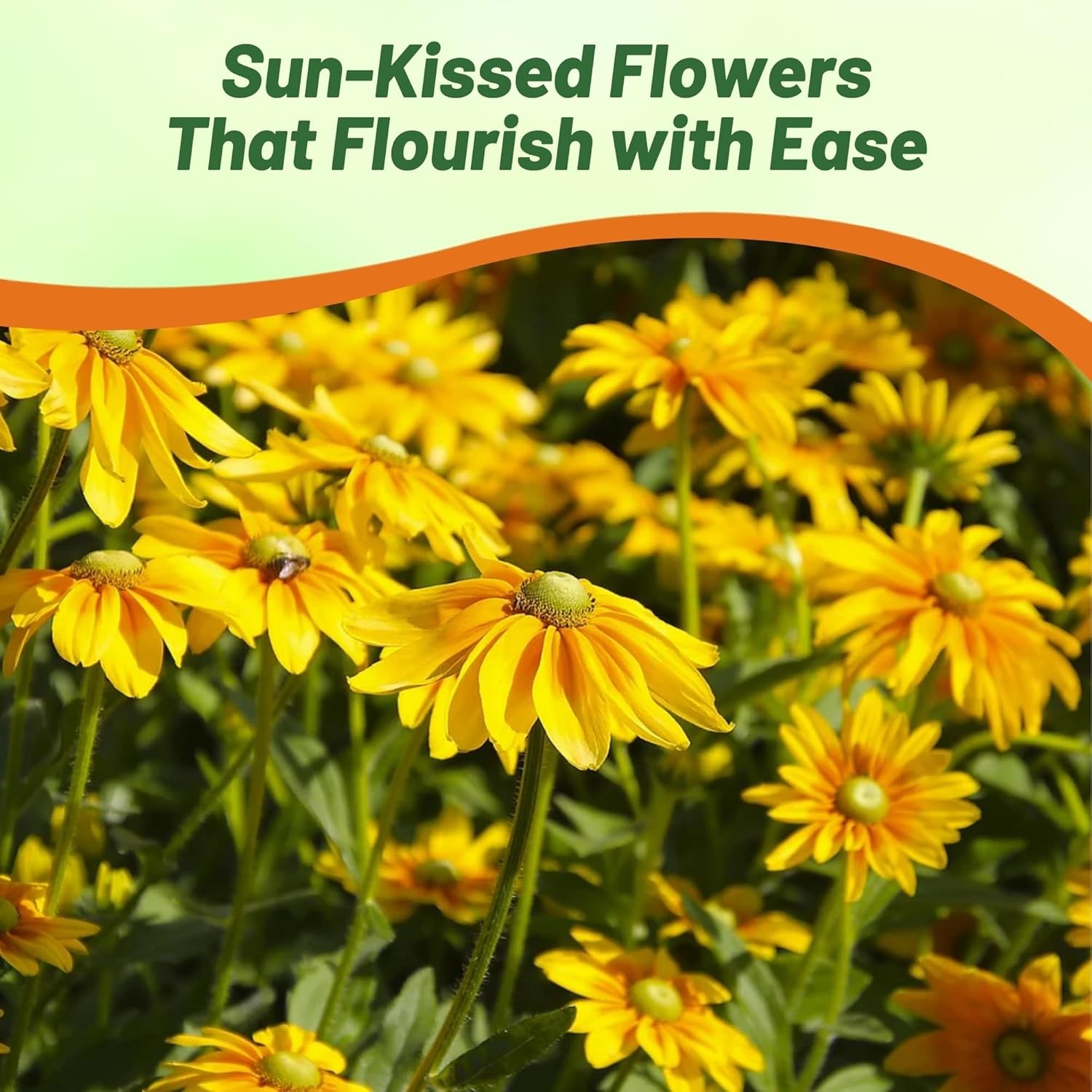 5000 Seeds Rudbeckia Hirta Drought Resistant Green Eyes Rudbeckia Flower Seed