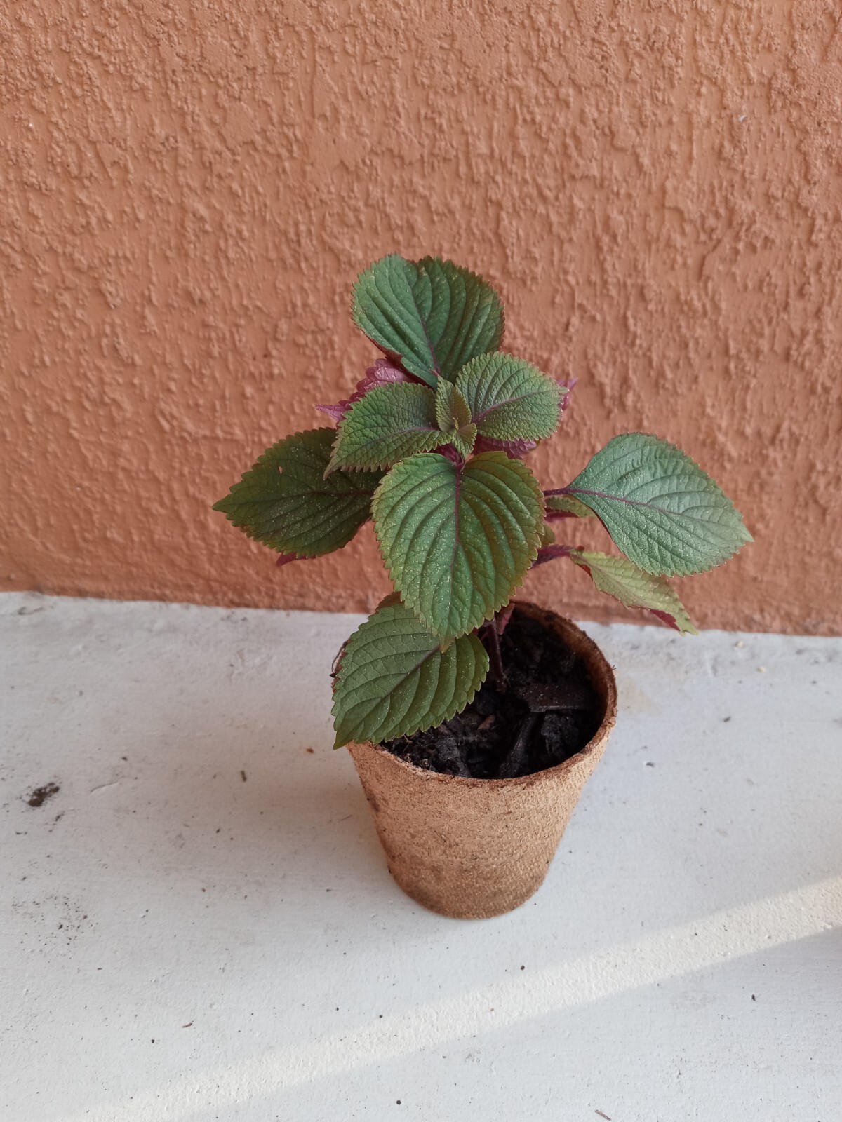 3 Plants Shiso Perilla Live in Pot Green Purple Beefsteak 6″-12″ starter
