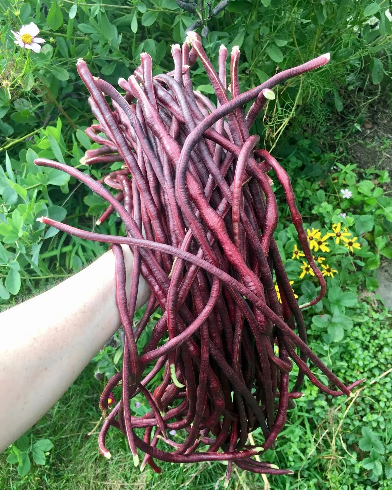 Red Noodle Yard Long Bean Seeds | Asparagus Edamame Cowpea Beans Asian Seed 2024