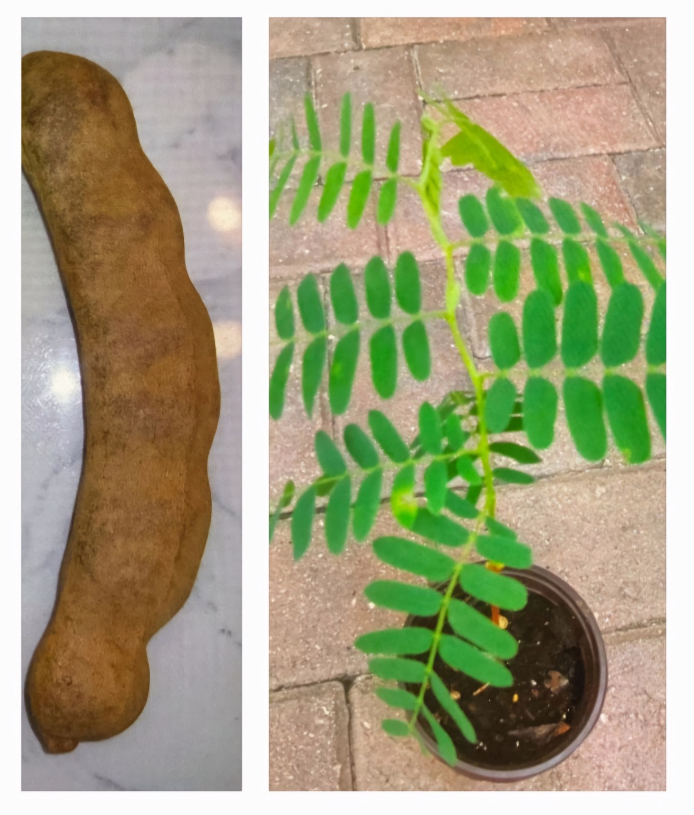 Tamarind (Tamarindus Indica) Live Fruit tree/Seedl in a Pot,About 12 Inches tall