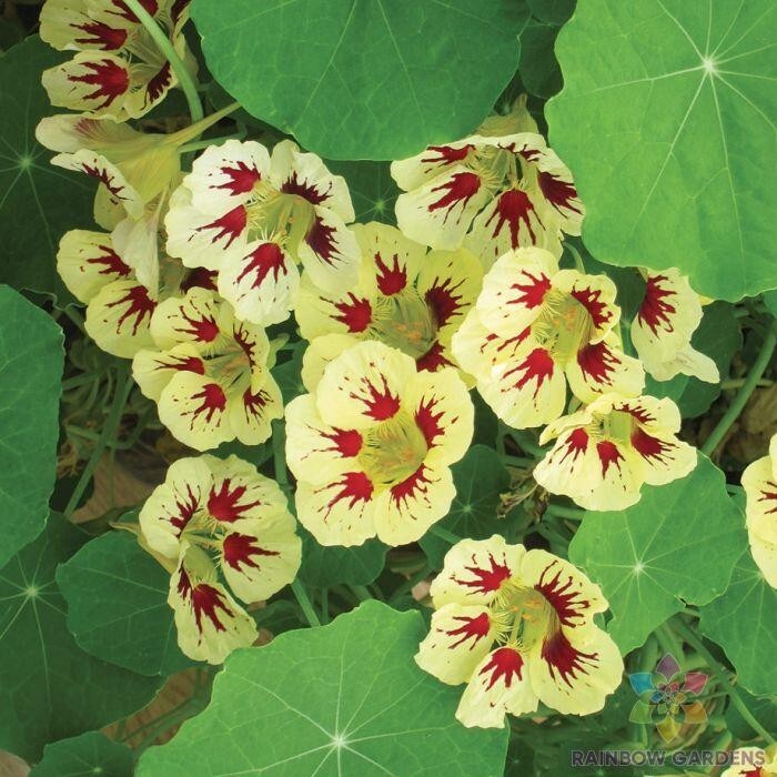 50+ Orchid Cream Nasturtium Seeds for Garden Planting – USA – FAST SHIPPING!