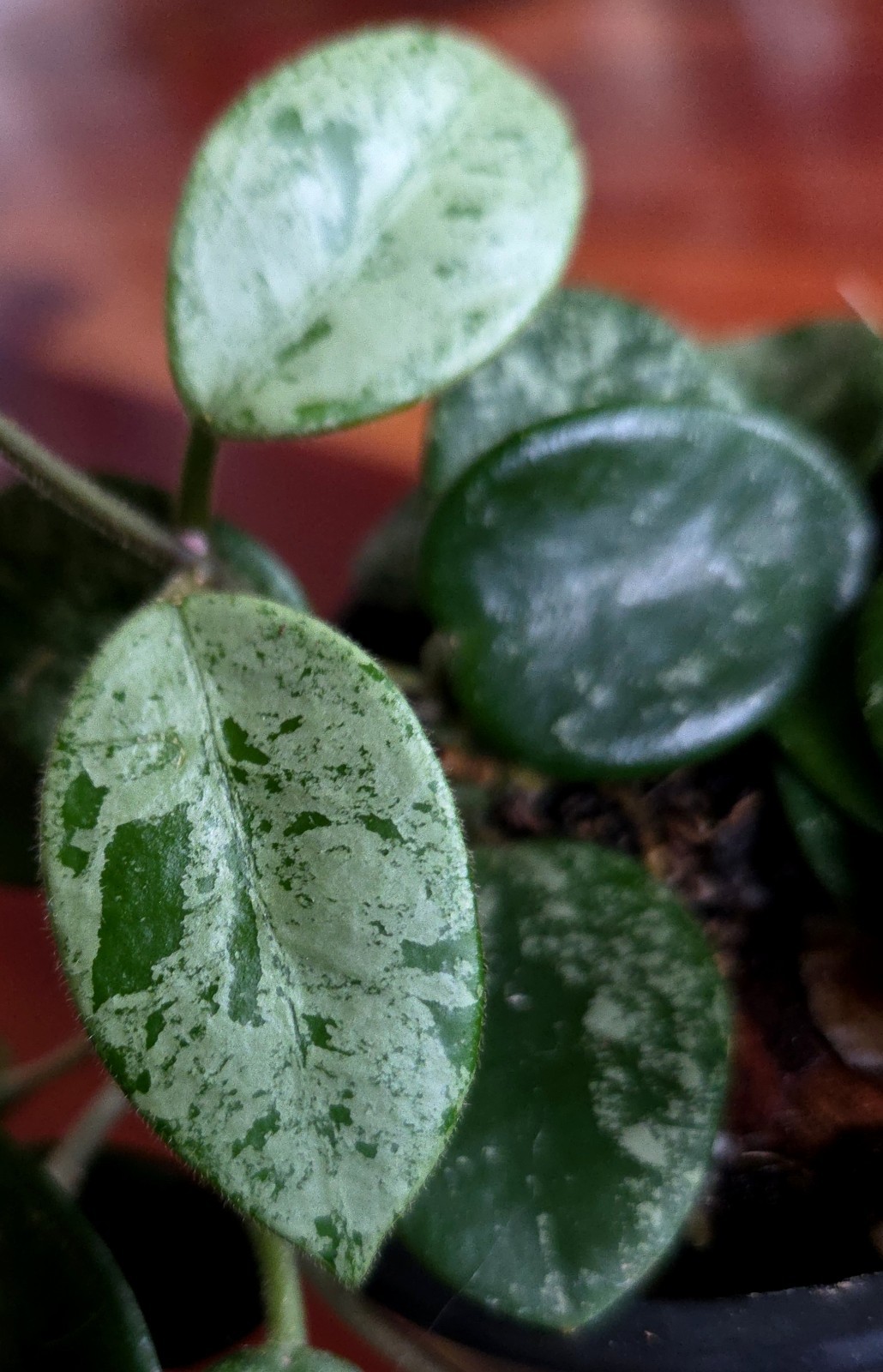 RARE Hoya Splashy Carnosa X Serpens 11″ Long No Monstera Philodendron Anthurium