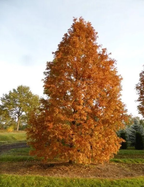 Dawn Redwood Live Tree – 8-12″ Tall – 1 Quart Pot – Deciduous Tree – Zones 5-8