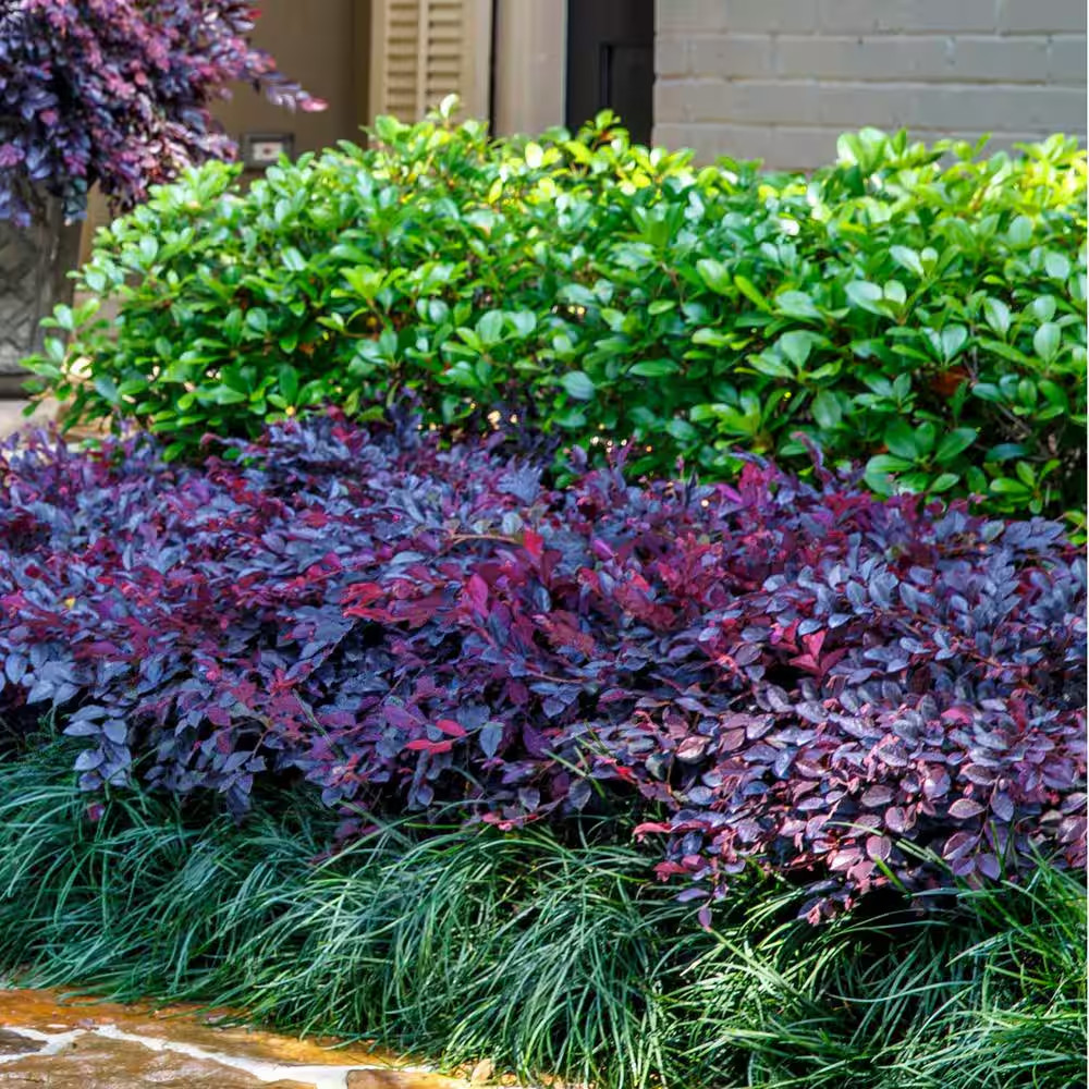 Purple Loropetalum Shrub Evergreen Flowering Bush 2.5 Qt Dwarf Pink Blooms
