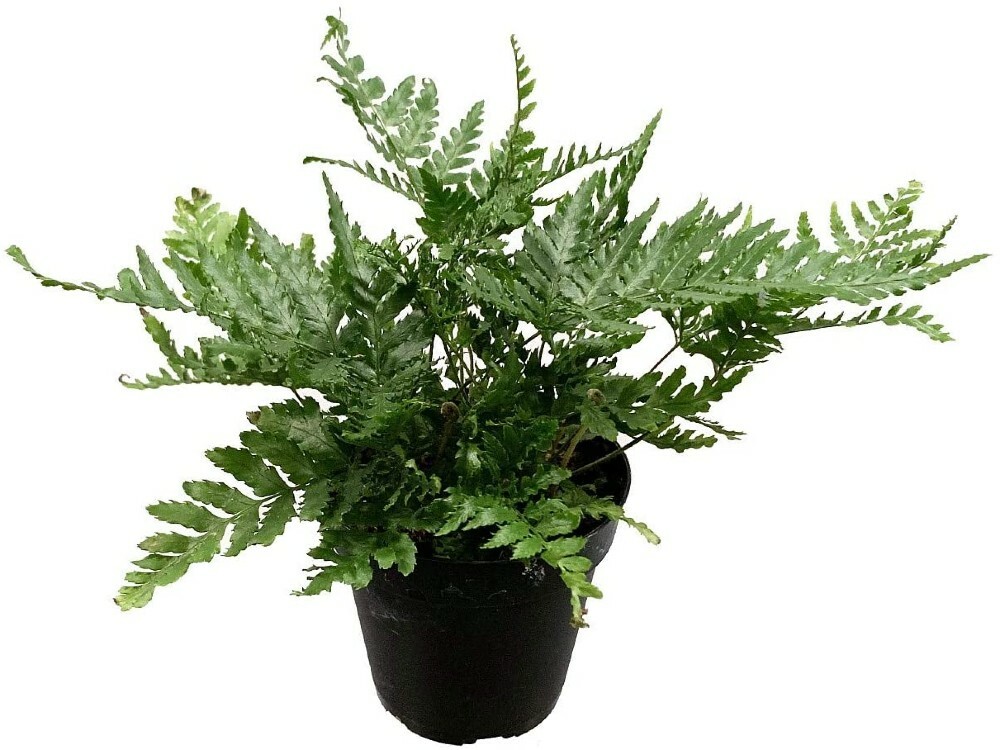 Dryopteris Autumns Xylems & Phloems Ferns Indoors And Outdoors Live Plant 4″ Pot