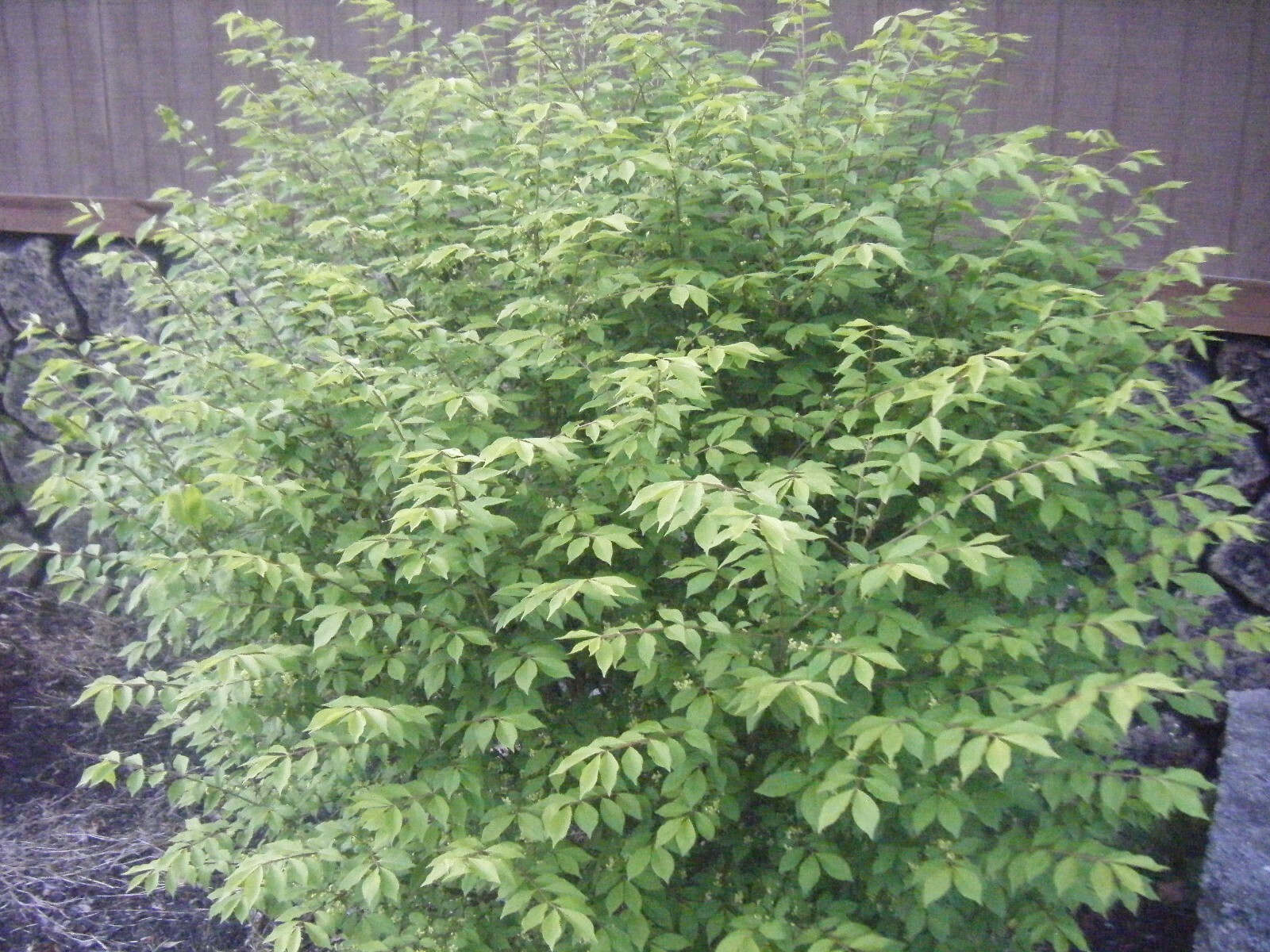 3 Red In Fall Burning Bush Shrubs Plants Beauty Heart PLANTS 5-8 INCHS TALL