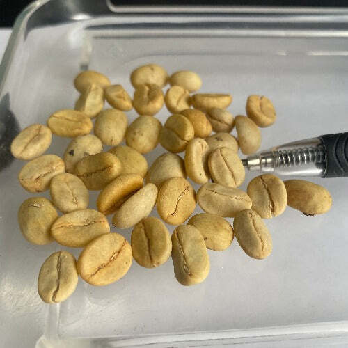 Coffea arabica | ‘Villa Sarchi’ | La Luisa | Villalobos Bourbon | 10 Seeds