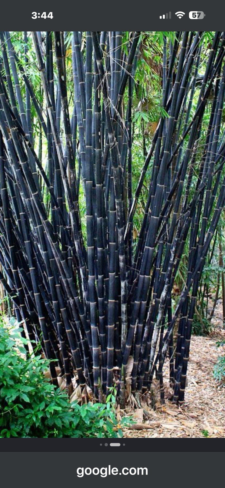 Black Bamboo Live Bamboo Plant Tropical Climate Black/Green Bamboo