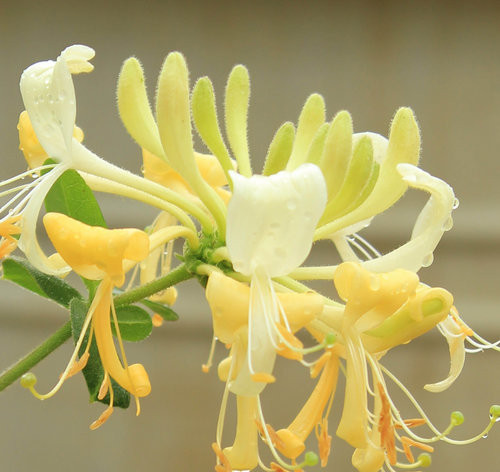 ~SCENTSATION~YELLOW Dutch HONEYSUCKLE VINE Lonicera japonica periclymenum