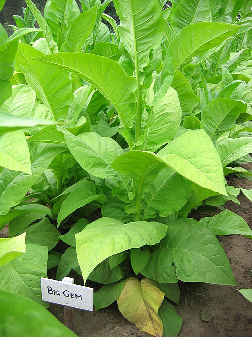 1000 Big Gem Tobacco Seeds ~ Early Big Producing Non-GMO Nicotiana Tabacum