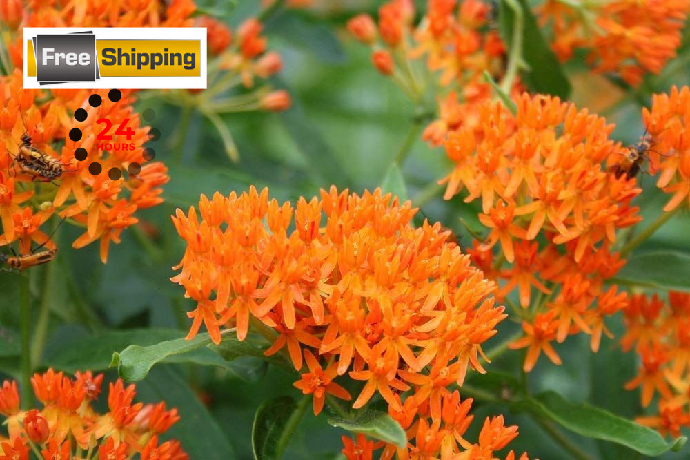 Orange Butterfly Milkweed Flower Seeds (Asclepias Tuberosa), Orange,Yellow