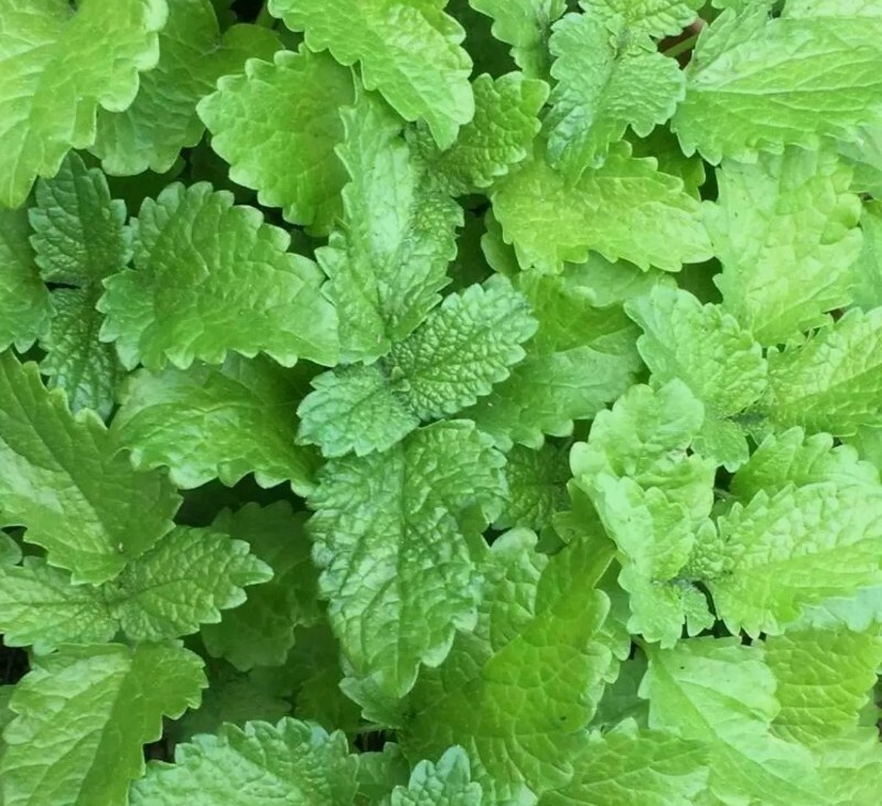 20 + Lemon Balm Seeds Herb Perrenial Mosquito Insect Repellent USA