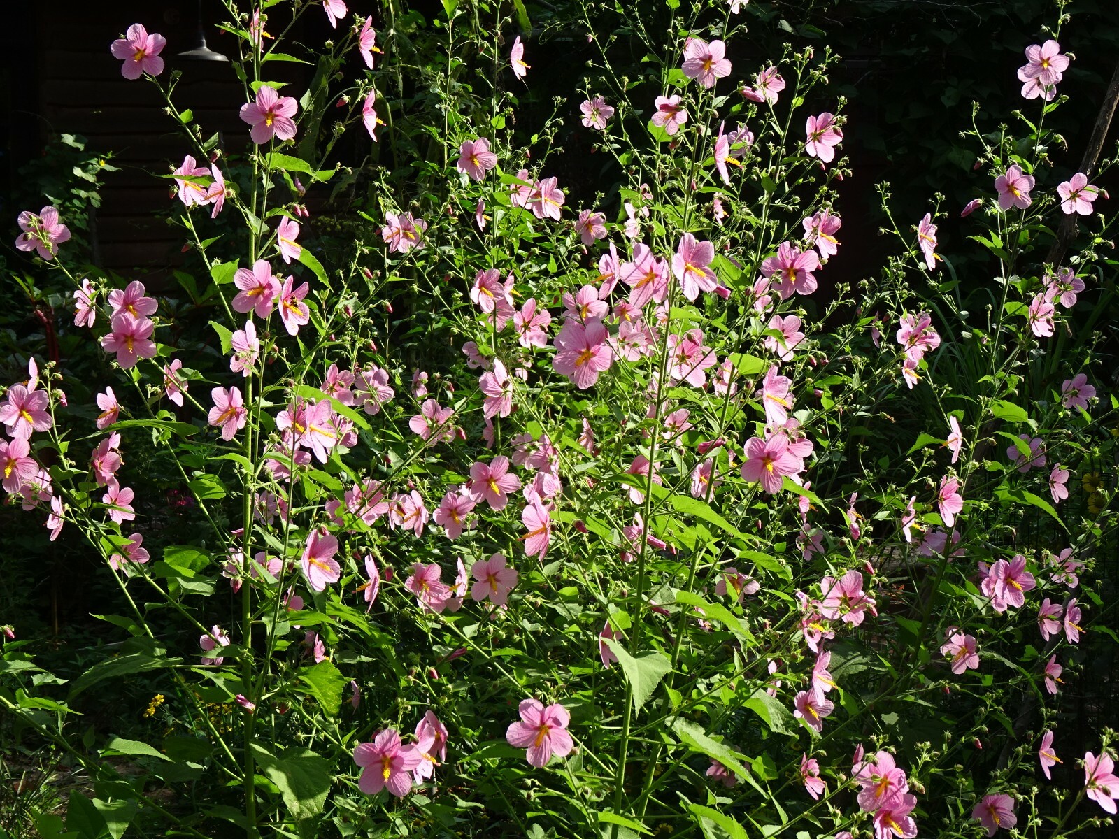 Pink Mallow Kosteletzkya virginica Native Perennial Wildflower 25 seeds from2023