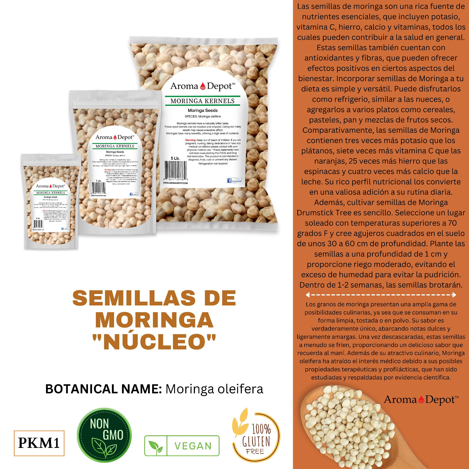 Moringa KERNELS 1 oz. Seeds oleifera Shelled 125 Semilla De Moringa Wholesale