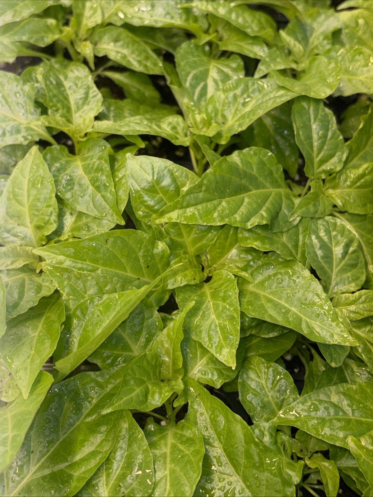 Lot of 3 (75+ DAYS OLD) JAYS PEACH GHOST SCORPION Super Hot Pepper LIVE PLANTS